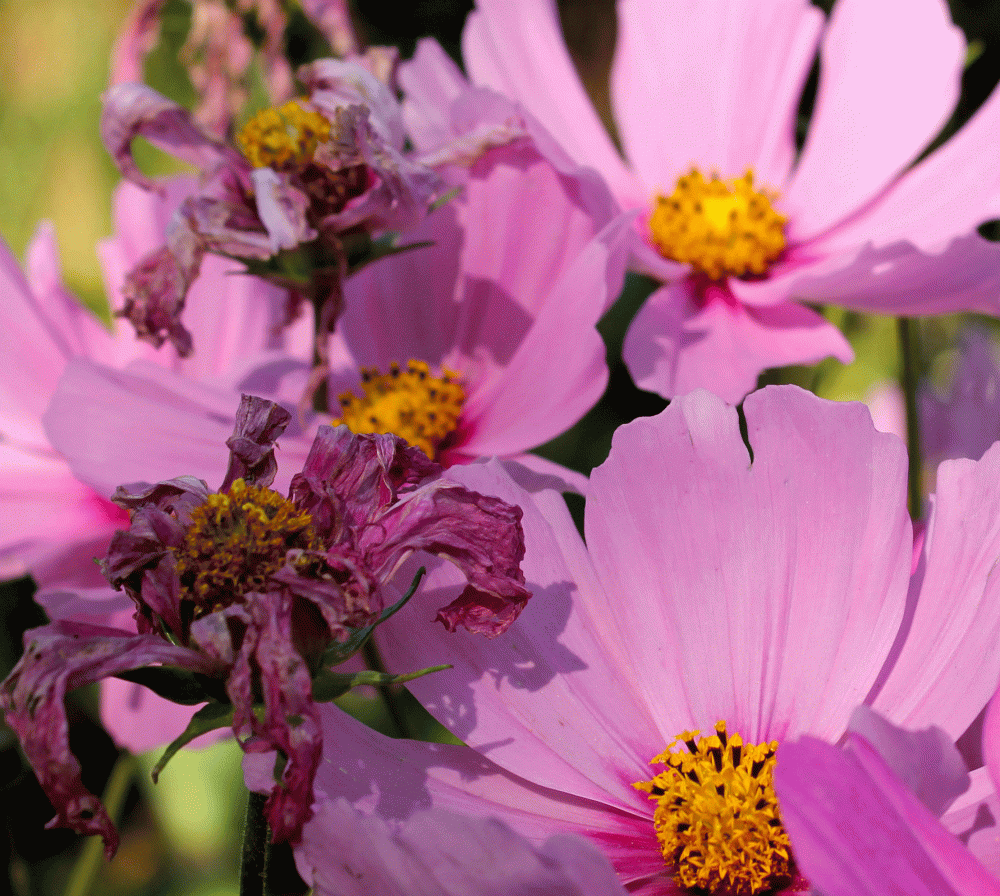 Cosmos Bipinantus knows it lives on borrowed time for it goes to seed when fall approaches...