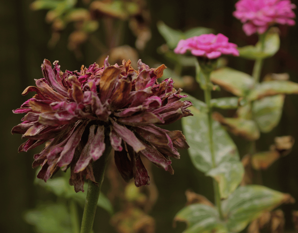 IMG_6873-violet-zinnia-going-to-seed-fall-2014