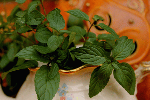IMG_7155-chocloate-mint-tea-in-pot-2014